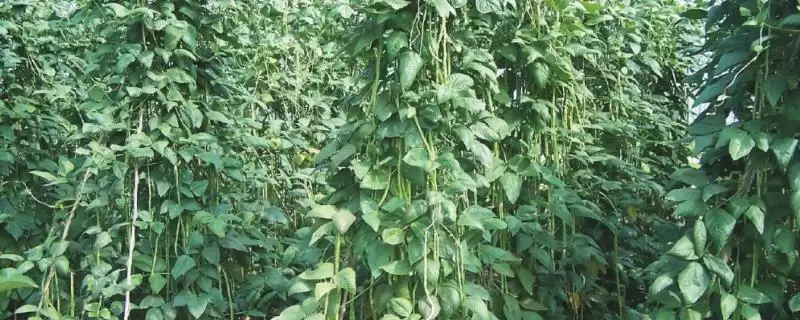 豇豆初生叶出现时为何要查苗补苗？田间管理还有哪些技术？-会东网