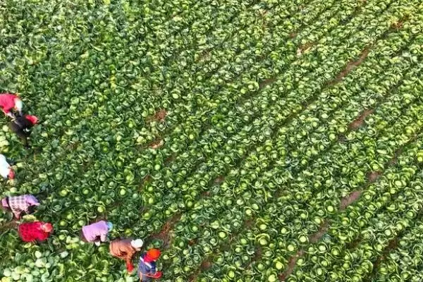 图片[10]-夏播甘蓝选在7月下旬左右种植，这与甘蓝的生长习性有何关系？甘蓝的种植方法还有哪些？-会东网