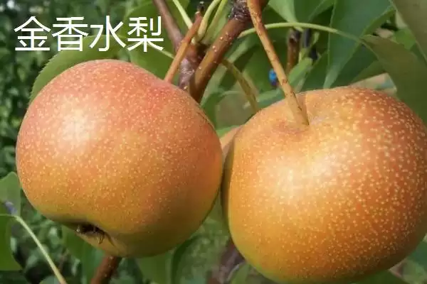 图片[14]-黑龙江牡丹江市的响水大米驰名中外，是什么造就了它的高品质？-会东网