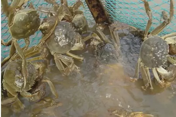 图片[6]-河蟹主要食用水草、动物腐尸、小鱼虾等，这些食物对其生长有什么影响？-会东网