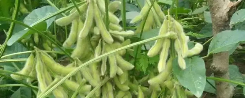 北豆53大豆品种,在适应区5月中上旬播种有何好处?-会东网