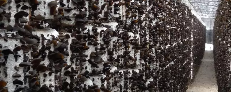 黑龙江牡丹江市的响水大米驰名中外,是什么造就了它的高品质?-会东网