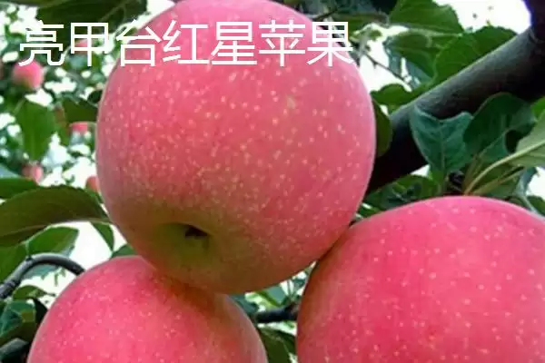 图片[7]-河北省宽城县的扒鸡蛋作为当地特色菜，有怎样独特的制作工艺？-会东网