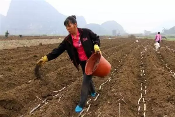 图片[4]-施肥时用充分腐熟的有机肥，真的能有效防治地蚕吗？防治地蚕还有哪些土办法？-会东网