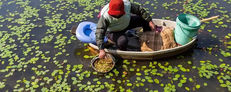 莼菜在水中种植有哪些特殊要求?莼菜的田间管理方法还有哪些关键步骤?-会东网