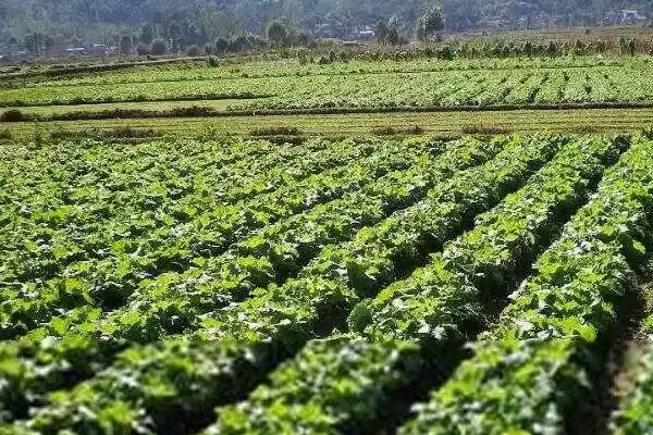 图片[3]-刀豆选择排水良好的砂壤土种植为佳，这与刀豆的生长习性有什么关系？刀豆的种植技术还有哪些要点？-会东网