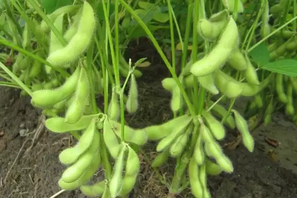 图片[2]-亚有限结荚习性的东农豆129大豆种，亚有限结荚习性的大豆生长周期有何特点？-会东网