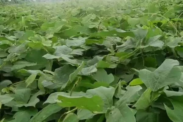 图片[3]-菜用葛根种植前景广阔，到底是哪些因素造就的？-会东网