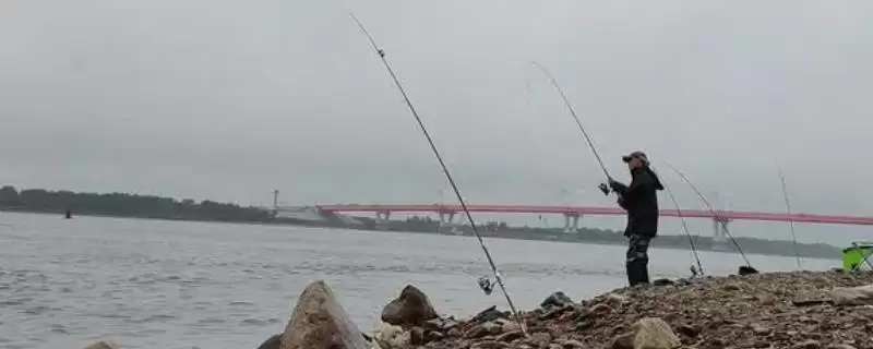 钓淡水鲳鱼首选荤饵，荤饵的哪些特点吸引了淡水鲳鱼？钓淡水鲳鱼还有哪些饵料选择？-会东网