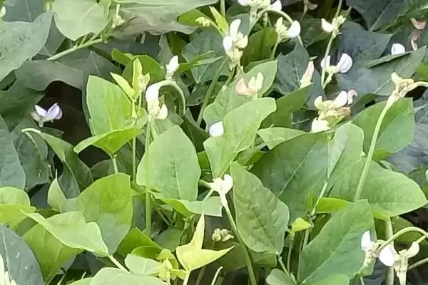 图片[3]-豆角开花期打磷酸二氢钾叶面肥，对豆角的产量和品质提升有多大作用？-会东网