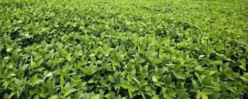 胰蛋白酶抑制剂缺失品种的东农饲豆1大豆品种,这种特性对其营养价值和用途有何影响?-会东网