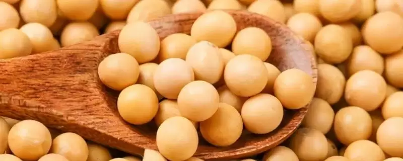 属中晚熟夏大豆品种的菏豆18号大豆种子，中晚熟特性对品质有何影响？-会东网