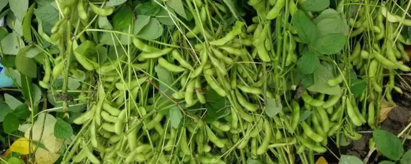赤豆4号大豆品种，还有哪些独特的生长特性和栽培要点？-会东网