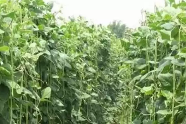 图片[3]-豆角为何具有一定的耐旱性？这种特性对其生长和种植有何影响？-会东网