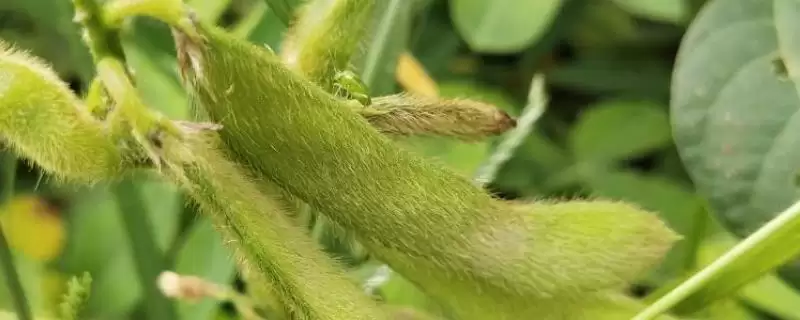 佳豆33大豆种子,高肥力地块20000株的种植密度合理吗?-会东网