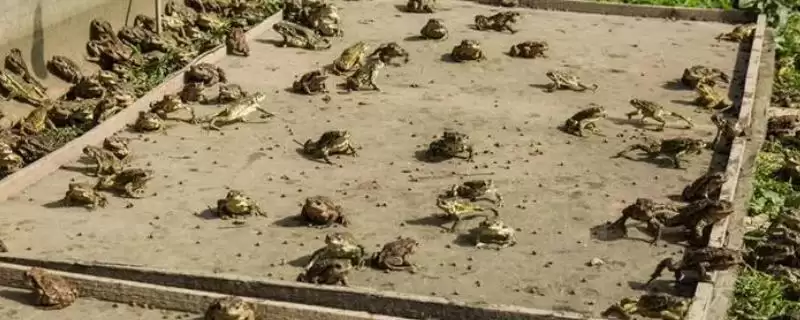 蟾蜍进入冬眠时加强营养的原因是什么？蟾蜍如何安全越冬还有哪些关键措施？-会东网