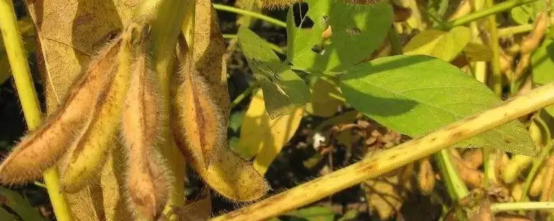 交大35大豆种简介,种植密度1.5~2.0万株-会东网