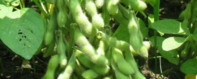 晋豆56号大豆品种,适宜播期5月上旬有什么讲究?-会东网