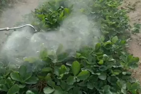 图片[4]-草莓选择PH值呈弱酸性或中性的土壤为佳，这与草莓的生长习性有什么关系？草莓种植管理技术还有哪些要点？-会东网