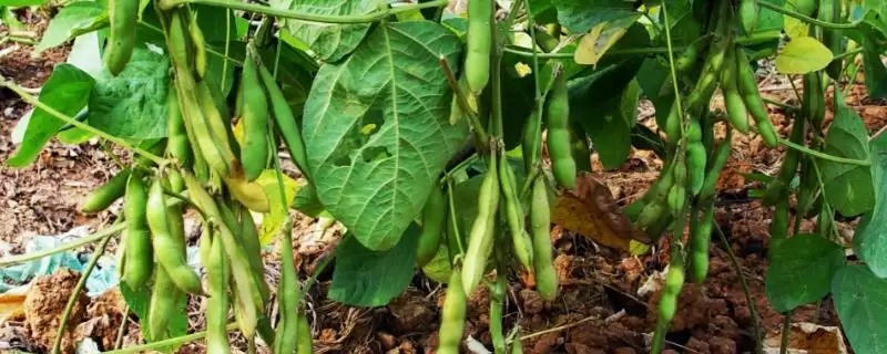 出苗至成熟平均116天的吉密豆4号大豆品种,与其他品种相比优势在哪?-会东网