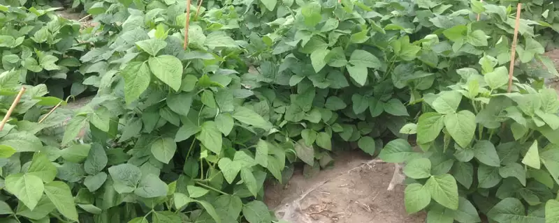 中抗大豆灰斑病的吉育310大豆种子,还有哪些优势?-会东网