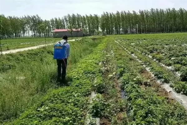 图片[8]-花生叶面喷肥，不同肥料种类的喷施方法会对效果产生多大差异？-会东网