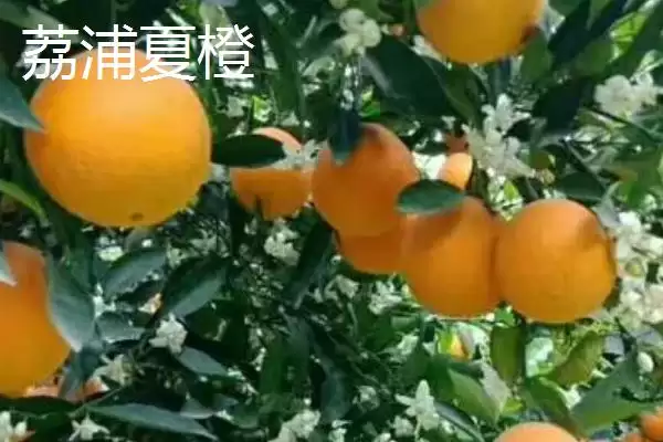 图片[9]-广西省荔浦市的荔浦马蹄久负盛名，它的品质优势体现在哪里？-会东网