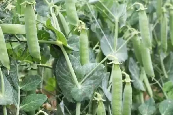 图片[3]-氟乐灵乳油、嗪草酮可湿性粉剂等除草剂，为何适合豆类蔬菜？豆类蔬菜选除草剂还有哪些注意事项？-会东网