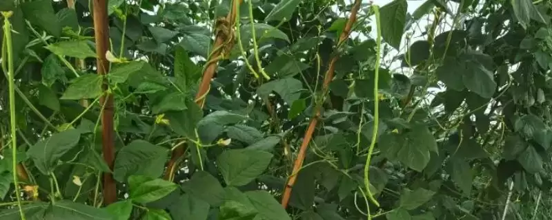 豆角和豇豆为何是同一种作物?它们在不同地区的称呼和种植习惯有何差异?-会东网