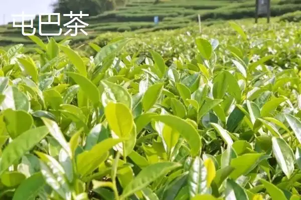 图片[9]-广西梧州市的上汤河粉作为特色美食，它的独特风味是如何形成的？-会东网