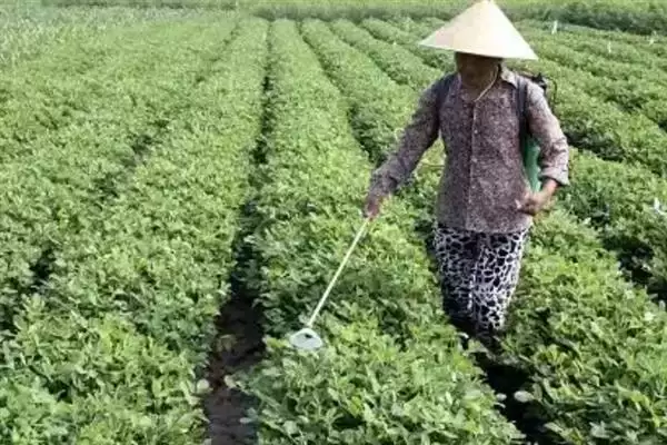图片[11]-花生叶面喷肥，不同肥料种类的喷施方法会对效果产生多大差异？-会东网