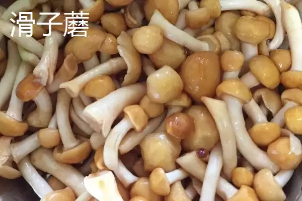 图片[14]-黑龙江省依安县的依安紫花油豆角、依安甜菜等特产，是如何培育出特色的？-会东网