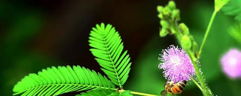 含羞草受到刺激叶片皱缩合拢,这一神奇现象的原理是什么?-会东网