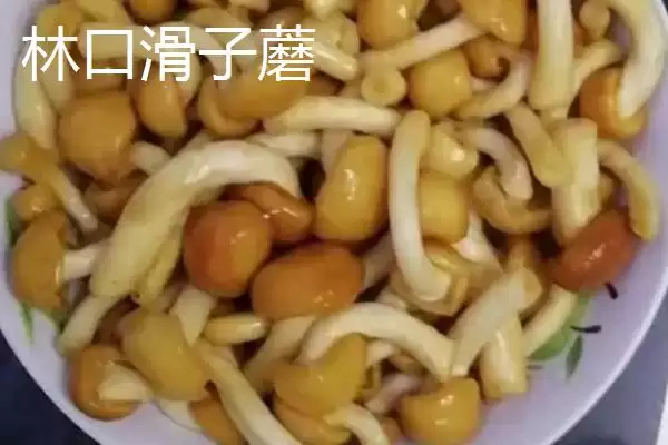 图片[13]-黑龙江牡丹江市的响水大米驰名中外，是什么造就了它的高品质？-会东网