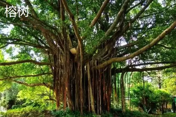 图片[2]-榕树、红树等常见树种为何根系发达？根系发达对它们的生存有何意义？-会东网