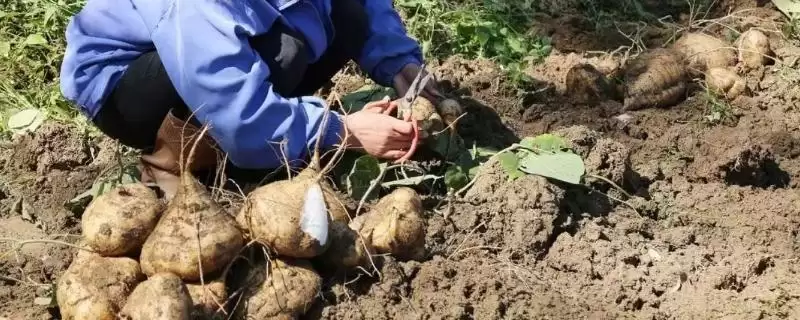 地瓜采用直播方式能实现高产，直播的优势在哪里？地瓜的高产种植技术还有哪些要点？-会东网