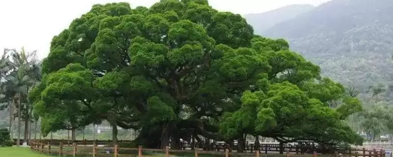 榕树、红树等常见树种为何根系发达?根系发达对它们的生存有何意义?-会东网