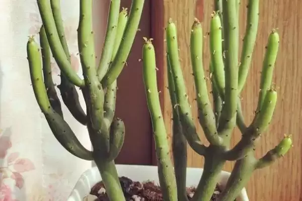 图片[2]-光棍树、仙人掌和沙柳等荒漠植物，它们是如何适应极端干旱环境的？常见的荒漠植物还有哪些？-会东网