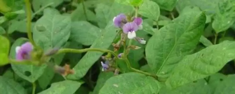 高抗大豆食心虫的吉黑1号大豆种子,食心虫对大豆的侵害方式是怎样的?-会东网