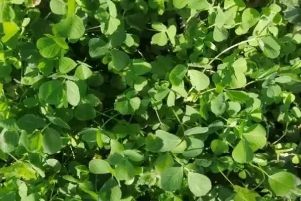 图片[4]-一二年生草本植物金花菜，还有哪些你不知道的？-会东网