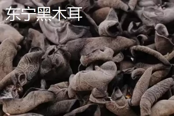 图片[8]-黑龙江省依安县的依安紫花油豆角、依安甜菜等特产，是如何培育出特色的？-会东网