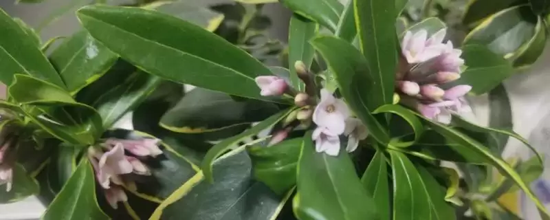金边瑞香叶子发黄,土壤酸碱和光照过强影响有多大?-会东网