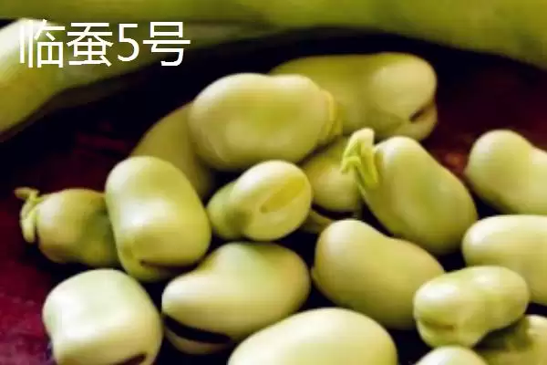图片[7]-蚕豆播种前为何要浸种？其完整的种植方法是怎样的？-会东网