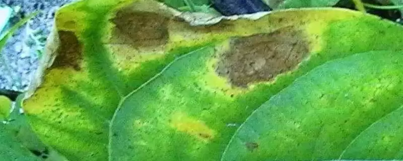 菜豆细菌性晕疫病为何主要侵害叶片？其症状还有哪些？-会东网