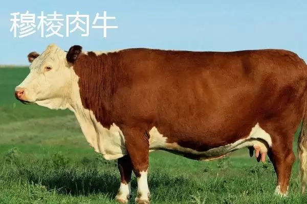 图片[11]-黑龙江省依安县的依安紫花油豆角、依安甜菜等特产，是如何培育出特色的？-会东网