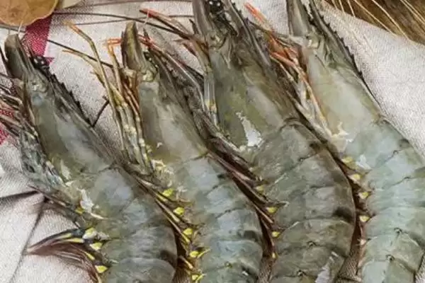 图片[3]-斑节对虾为何一般栖息于浅海海域？其产地还有哪些特点？-会东网