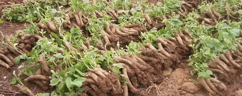 菜用葛根种植前景广阔,到底是哪些因素造就的?-会东网