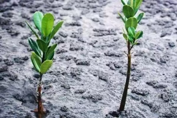 图片[8]-榕树、红树等常见树种为何根系发达？根系发达对它们的生存有何意义？-会东网