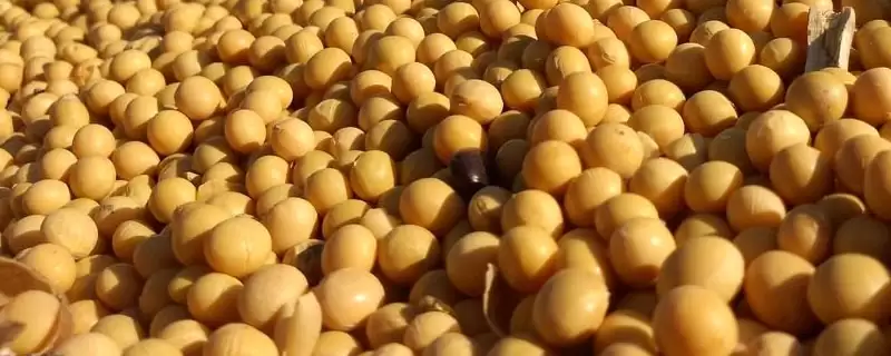 嘉豆2号大豆种，6月上中旬播种有何优势？-会东网