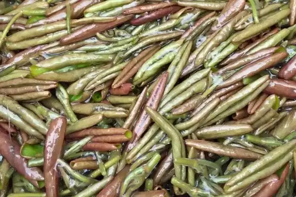 图片[9]-哪五种特种蔬菜食用和营养价值高还比较赚钱？-会东网